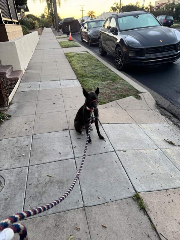 A picture of a black dog named Bowie sitting, taken on February 26 2026 at 6:23 am